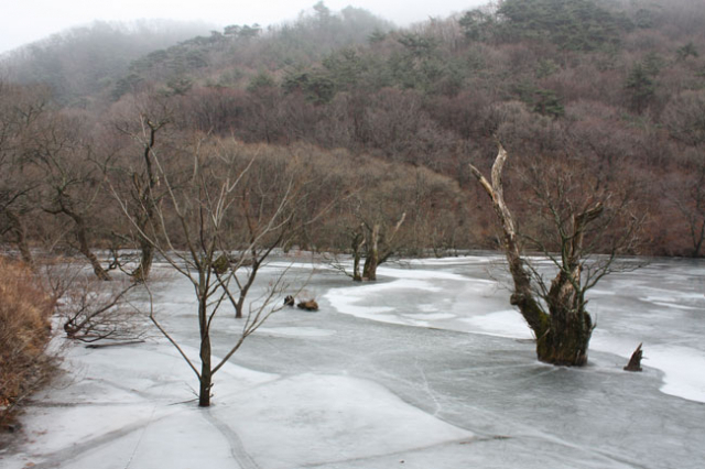 지난해 6월 청송 주산지 물속에 이식한 수령 20년생 왕버들과 200년 넘게 주산지를 지켜온 왕버들이 오는 봄을 기다리며 최근 꽃눈을 틔웠다. 전종훈 기자