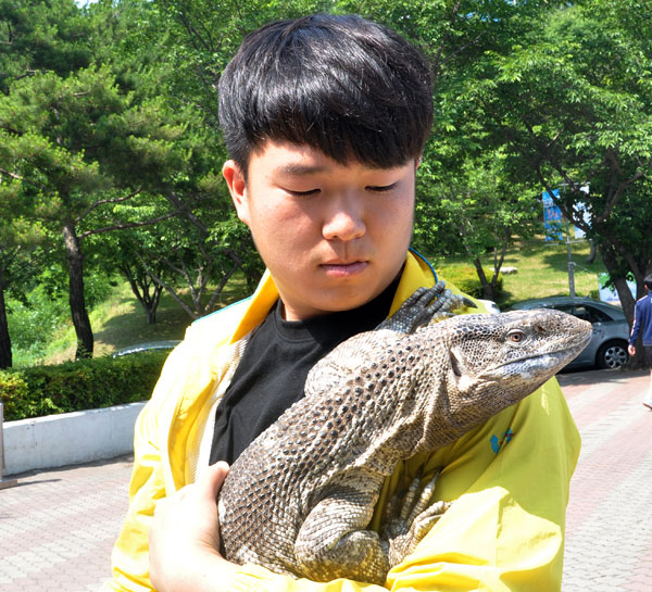 왕도마뱀-대경대학교 동물조련이벤트과 학생 강창보(21) 씨가 학과 파충류사에서 왕도마뱀을 데리고 나와 일광욕을 시키고 있다. 강 씨는 