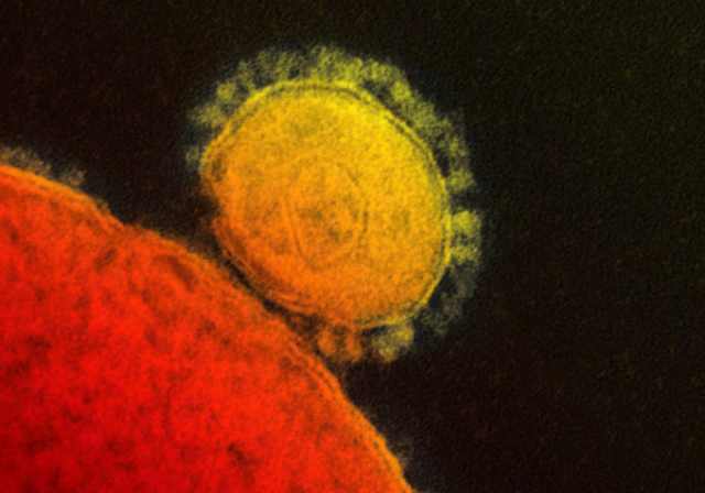 메르스 코로나바이러스(MERS-CoV)가 전염되는 모습. 매일신문 D/B