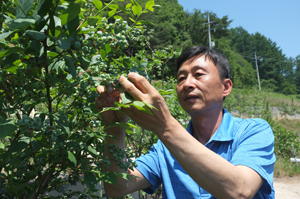 박장원 씨가 6월 중순 본격적인 수확을 앞두고 블루베리 열매를 살펴보고 있다. 권오석 기자.