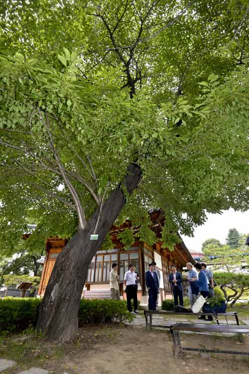 25일 대구 중구 남산동 천주교대구대교구청에서 전문가들이 왕벚나무의 기원에 대한 조사를 하고 있다. 우태욱 기자 woo@msnet.co.kr