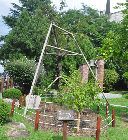 대구 중구 동산선교사주택(동산의료원) 뜰에 있는 우리나라 최고령 