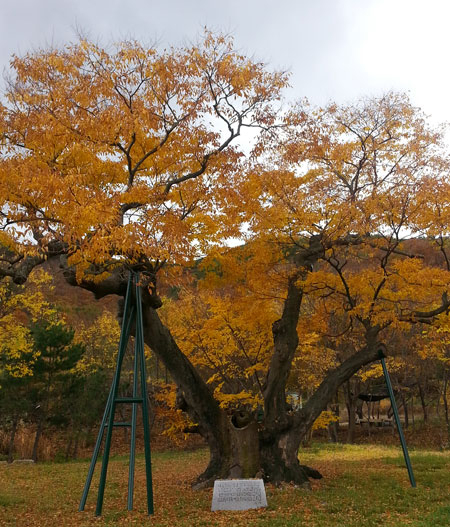 마북지 입구에 옮겨 심어진 700년 된 느티나무 당산목.