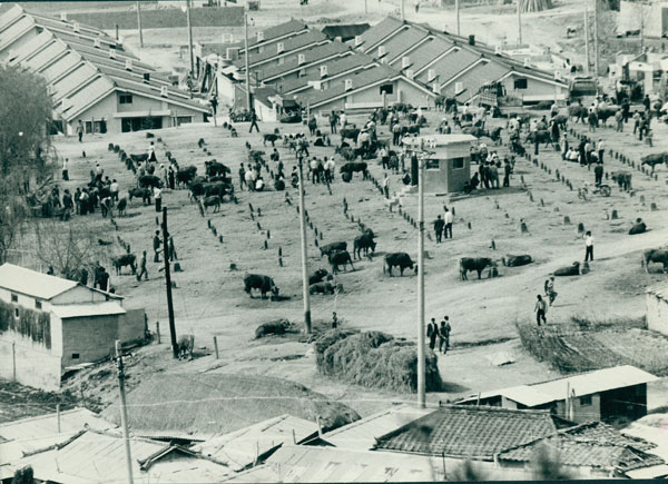 성서로 옮기기 직전의 내당동 우시장(1976년). 매일신문 자료사진