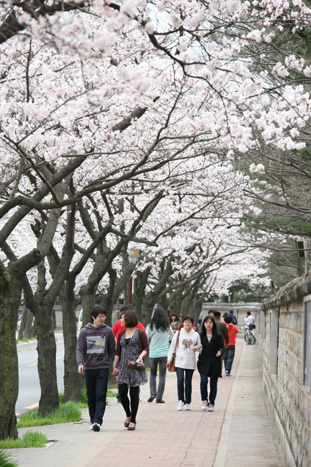 경주 대릉원(경주시 황남동) 벚꽃길. 최근 경주를 찾는 관광객들은 유명 관광지보다는 자신만의 명소를 만들고 있다.