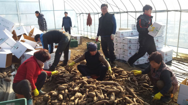 봉화 법전면 의용소방대원들이 교통사고를 당한 동료 대원의 농작물을 대신 수확해주고 있다. 봉화군 제공