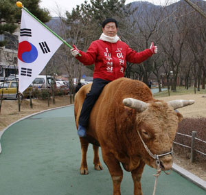 달서구의 한 공원에서 청도소싸움 우승 소인 범이를 타고 있는 이관석 달서구청장 새누리당 보궐선거 예비후보.