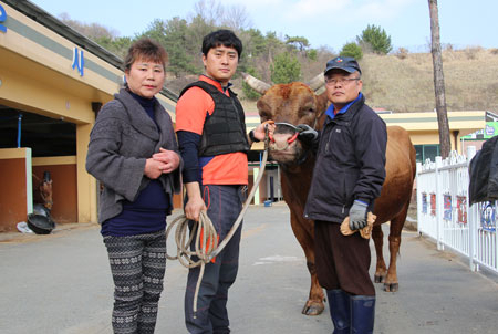 20일 청도 소싸움경기 50회 출전 대기록을 세운 싸움소 