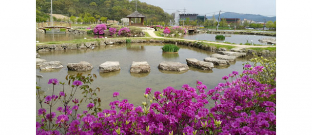 함양상림 연꽃밭의 징검다리와 영산홍