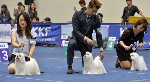 반려동물 축제인 대구펫쇼에서는 다양한 반려동물과 관련용품을 만날 수 있다. 지난해 대구펫쇼. 매일신문 DB