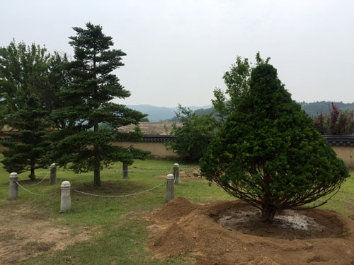 26일 오전 안동 하회마을 충효당 앞뜰에 심긴 반기문 총장 기념식수(오른쪽). 그 옆으로 지난 1999년 엘리자베스 영국 여왕이 충효당을 찾아 심은 높이 3m가량의 구상나무가 있다. 홍준표 기자