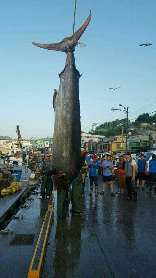 지난 19일 영덕 강구 앞바다에서 청새치가 잡혔다. 독자 제공