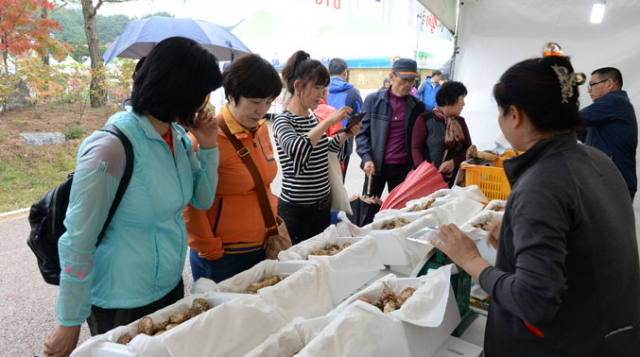 축제장을 찾은 방문객들이 송이 판매 부스에서 전국 최고의 맛과 향을 자랑하는 봉화송이를 구매하고 있다. 봉화군 제공