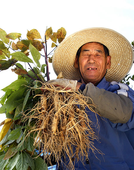 한 인삼 재배 농민이 수확한 인삼을 들어 보이고 있다. 영주시 제공