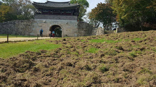 12일 오후 멧돼지들이 습격해 쑥대밭을 만들어버린 문경새재 3관문 잔디밭. 독자 제공