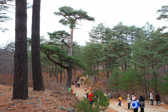 울진 금강송 숲길 등 경북도 내 관광지 7곳이 문화체육관광부와 한국관광공사가 공동으로 선정한 