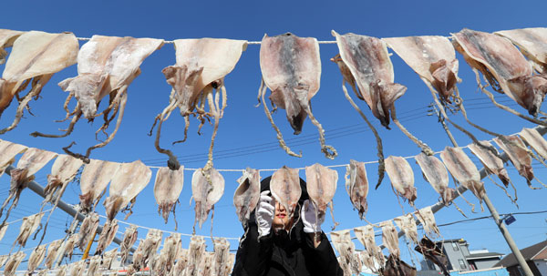 동해에서 오징어가 사라지고 있다. 경북 동해안 오징어 어획량은 2009년 9만2천여t에 달했지만, 지난해 4만4천여t으로 줄었다. 수온 변화로 울릉도 북쪽 북한 수역에 오징어 어장이 형성된 데다 이곳에 중국 어선 수천 척이 몰려들면서 오징어 씨를 말리고 있기 때문이다. 연합뉴스