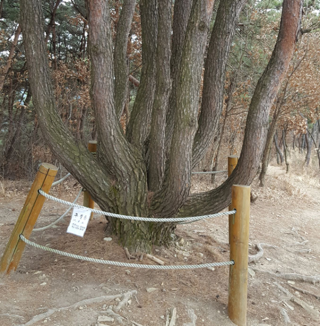 감태봉의 명물 구절송(九節松).