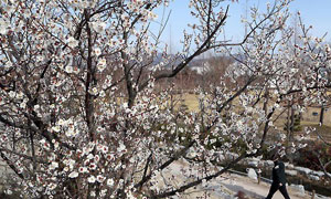 2월 마지막 일요일인 26일 부산 남구 유엔평화공원에서 핀 매화가 봄소식을 전하고 있다. 연합뉴스