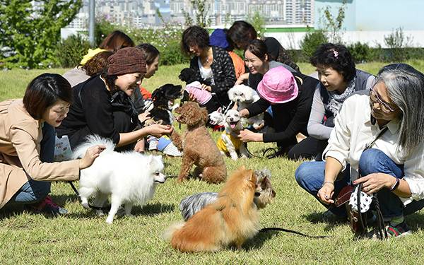 반려견을 키우는 가정이 5집 중 1집에 달하지만, 이 중 40% 이상이 동물을 버리고 싶다는 생각을 해 본 것으로 조사돼 성숙한 의식이 절실하다. 사진은 지난해 