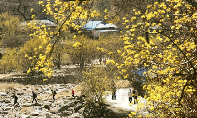 전남 구례 산수유축제. 사진출처=한국관광공사.