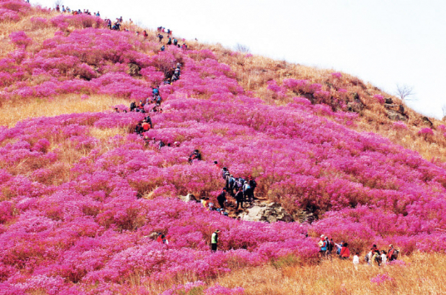 영취산 진달래축제. 여수시 제공