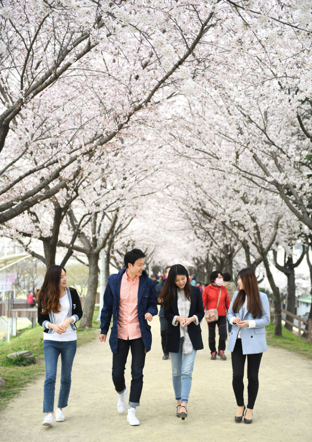 대구 동구 지저동 벚꽃터널로 산책 나온 사람들. 동구청 제공