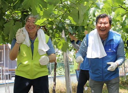 박인규(오른쪽) DGB대구은행장과 김한 광주은행장이 8일 경산의 한 포도농가를 찾아 포도열매 솎기 봉사를 하고 있다. DGB대구은행 제공