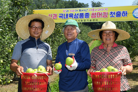 농촌진흥청이 새로 개발한 썸머킹 여름 사과가 출하됐다. 농민들이 수학의 기쁨을 나누고 있다. 영주시 제공