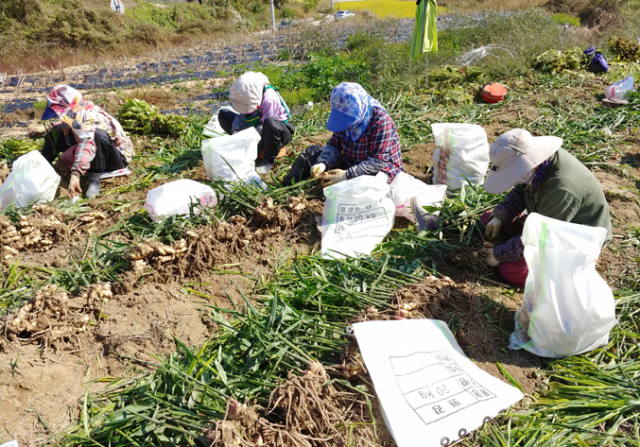 전국 최대 뿌리작물 주산지인 안동지역 들녘에서 산약