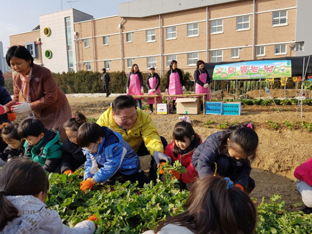 어린이 농부학교에 참여하고 있는 대구자연누리 유치원 원아들이 우동기 대구시 교육감과 함께 자신들이 기른 무를 수확하고 있다. 대구어린이농부학교 제공