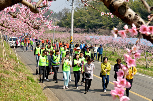 경산시는 사진찍기 좋은 명소로 알려진 반곡지 주변에서 복사꽃이 필 때 반곡지＆복사꽃길 걷기대회를 연다. 경산시 제공