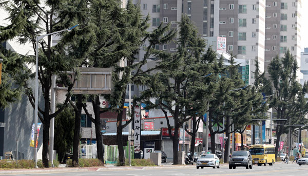 대구 북구청이 가로 숲길 조성을 위해 대구역 지하차도~도청교 구간 히말라야시더 가로수를 베어내고 느티나무를 심기로 해 논란이 일고 있다. 김영진 기자 kyjmaeil@msnet.co.kr