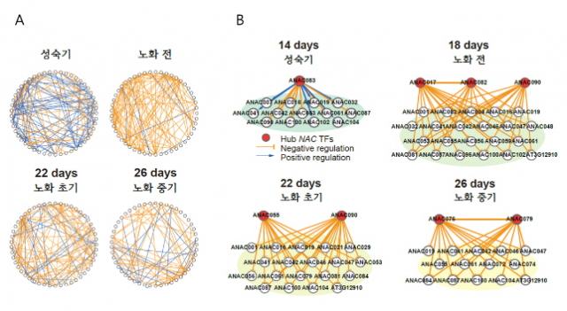 노화 직전 단계(18일)에서 일어나는 NAC 전사조절 네트워크의 전환