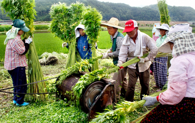 안동 임하 금소리 일대에는 안동포 원료인 대마(삼) 수확이 한창이다. 안동시 제공