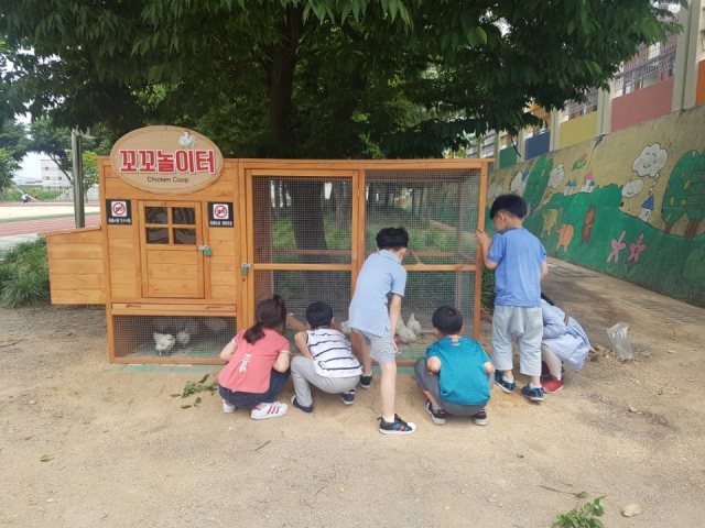 서평초 학생들이 교내에 마련된 꼬꼬놀이터에서 키우는 닭들을 살펴보고 있다. 서평초 제공