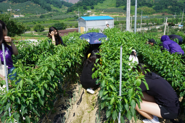 18일 경북도립대 지방행정과 학생 26명이 예천 감천면 벌방리 한 사과농가를 찾아가 봉사활동을 했다. 경북도립대 제공