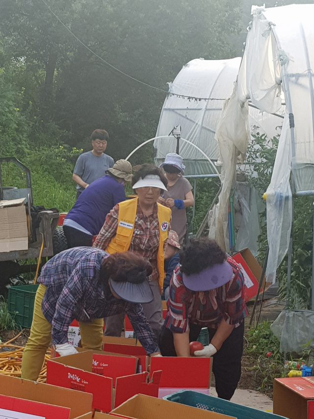 봉화군여성단체협의회 회원들이 토마토 수확을 돕고 있다. 봉화군여성단체협의회 제공