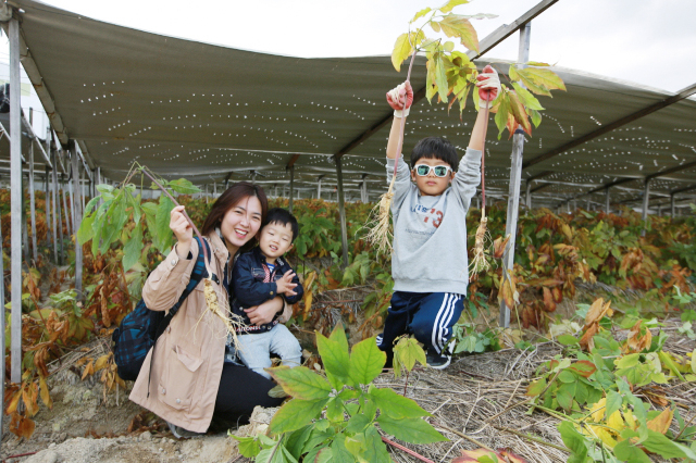 지난해 경북영주 풍기인삼축제를 방문한 가족 관광객이 인삼캐기 체험장에서 캔 인삼을 들어 보이고 있다. 영주시 제공