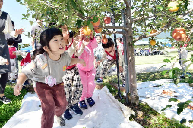 문경사과축제에서 어린이들이 사과따기 체험을 하고 있다. 문경시 제공□.