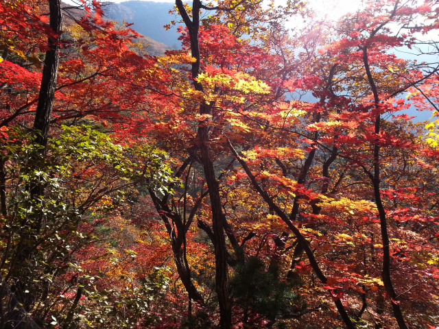 지난달 27일 시작된 설악산 단풍이 절정기에 접어든 14일 대승령 일대가 화려한 단풍으로 가득하다. 연합뉴스