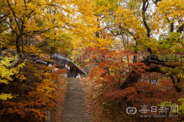 사진은 세계유산으로 등재된 봉정사의 영산암을 오르는 돌계단의 가을 단풍. 안동시 제공