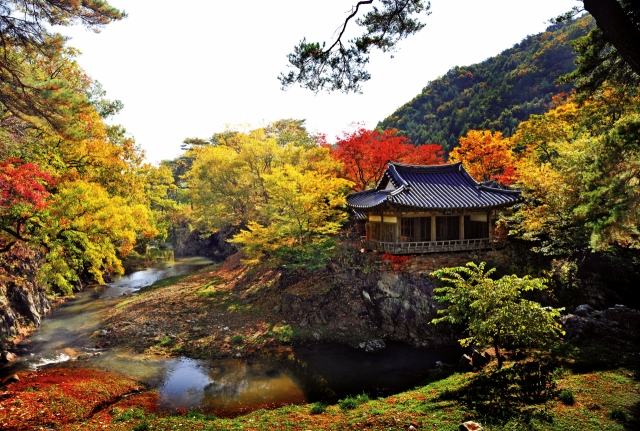 가을은 울긋불긋한 단풍 자체만으로도 아름답다.단풍과 어우러져 암벽 위에 선 정자 아래로 실개천이 휘돌아가는 초간정의 풍경은 한 폭의 산수화이다. 초간정은 우리나라의 최초 백과사전인 대동운부군옥을 저술한 초간 권문해가 살던 집이다.이채근 기자 mincho@msnet.co.kr