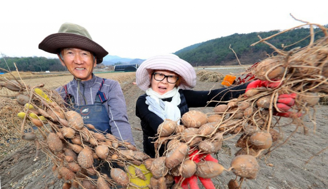 경남 산청군 신등면 가술리 거동마을 농민들이 봉란(鳳鸞) 아피오스를 수확하고 있다. 연합뉴스