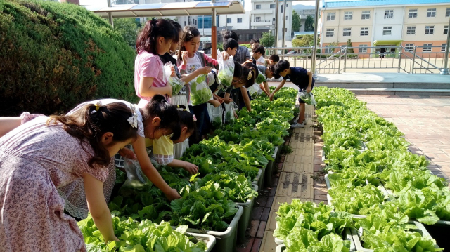 지난해 대구시 학교농장 조성사업에 참가한 명덕초등학교 학생들이 교내에서 직접 기른 상추를 수확하고 있다. 대구시 제공