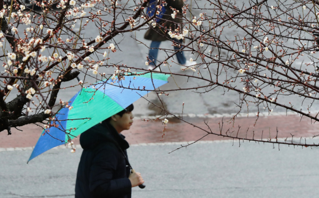 절기상 우수(雨水)이자, 정월 대보름인 19일 오전 광주 북구 전남대학교 교정에 매화가 꽃망울을 터트린 가운데 비가 내리고 있다. 연합뉴스