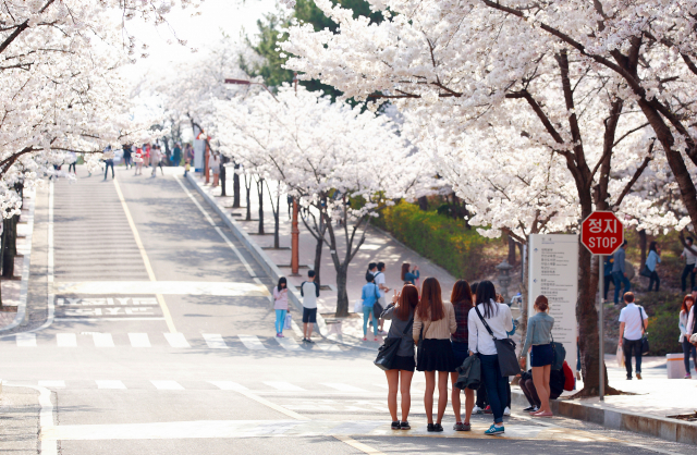 대구의 벚꽃명소로 유명한 계명대학교 벚꽃길에서 학생들이 사진을 찍고 있다. 계명대 제공