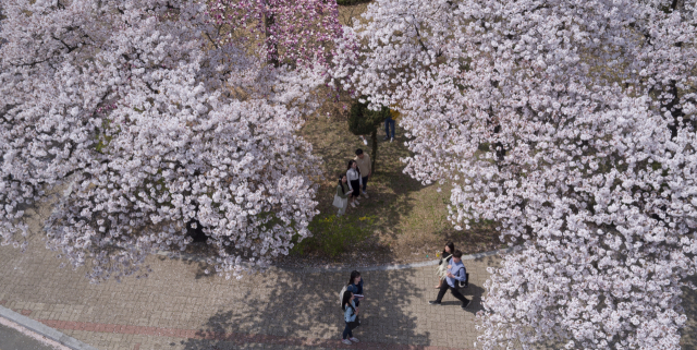 영남대학교의 벚꽃길은 연인의 사랑이 이뤄진다는 