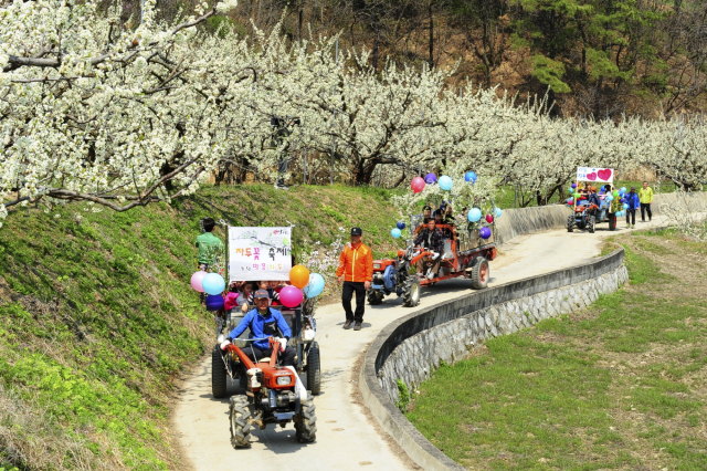 지난해 자두꽃 축제에 참가한 관광객들이 자두꽃마차 체험을 하는 모습. 김천시 제공