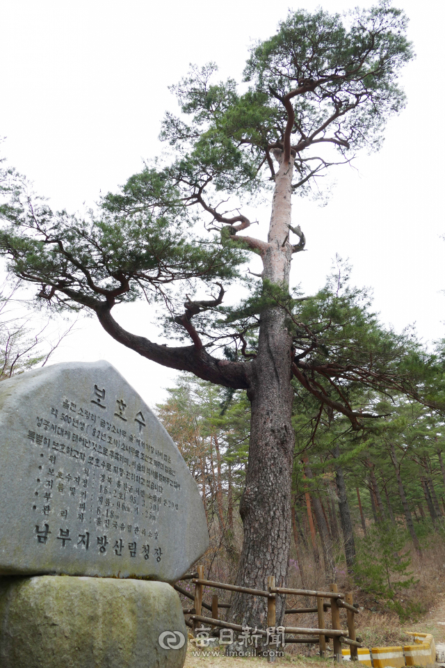 울진 금강소나무 숲길에 있는 수령 500년 이상된 보호수의 모습. 이 금강송은 조선조 제9대 임금인 성종 시대부터 자란 것으로 파악되고 있다. 김영진 기자